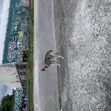 Picture of dog found at Limoges