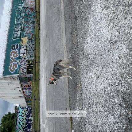 Photo 1/1 Found dog Found in Limoges