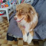 Picture of dog lost at Damigny