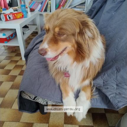 Photo 1/1 Ruby Chien lost in Damigny