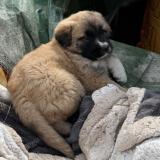 Picture of dog lost at Sillas