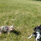 Picture of dog lost at Seignosse