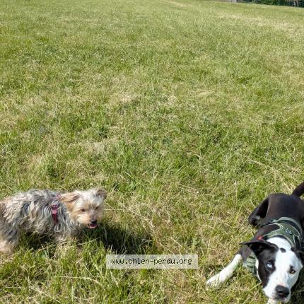 Photo 1/1 MAYA Chien lost in Seignosse