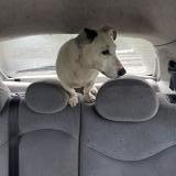 Picture of dog found at Noyen