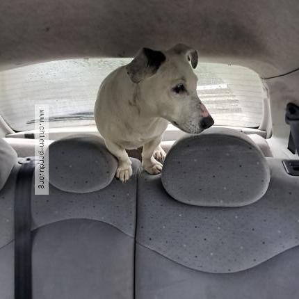 Photo 1/1 Found dog Found in Noyen