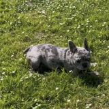 Picture of dog lost at Loffre