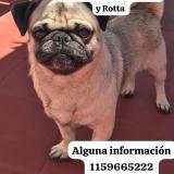 Picture of dog lost at Monte Grande