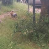 Picture of dog found at Champagne Au Mont D Or