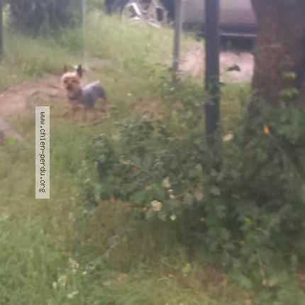 Photo 1/1 Found dog Found in Champagne au mont d or