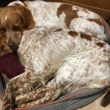 Picture of dog lost at Autreche