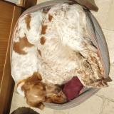 Picture of dog lost at Autreche