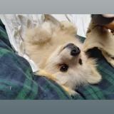 Picture of dog lost at Saint Laurent De Chamousset