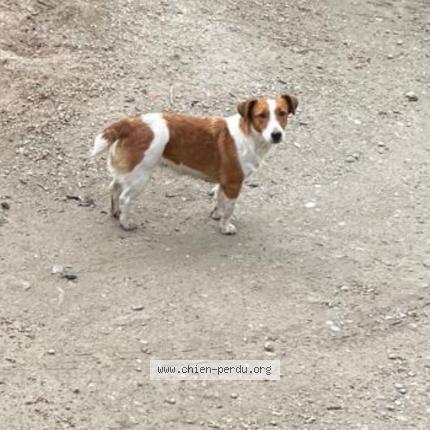 Photo 1/1 Found dog Found in Urville nacqueville