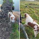 Picture of dog lost at Les Preaux