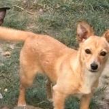 Picture of dog lost at Acheres