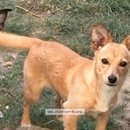 Photo 1/1 Charlotte Chien lost in Acheres