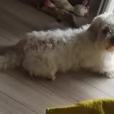 Picture of dog found at Vienne