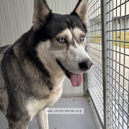 Photo 1/1 Found dog Found in Tourcoing