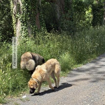 Photo 1/1 Found dog Found in Ortaffa