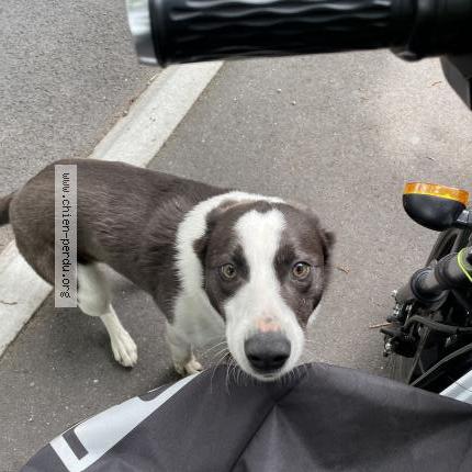 Photo 1/1 Found dog Found in La chapelle sur erdre