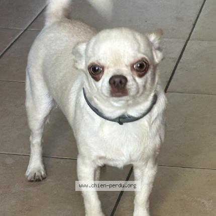 Photo 1/1 Found dog Found in Palette