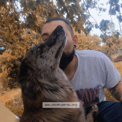 Photo 1/1 Yume Chien lost in Chaniers