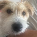 Picture of dog lost at Plaisir