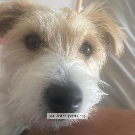 Photo 1/1 Tchoubaka Chien lost in Plaisir