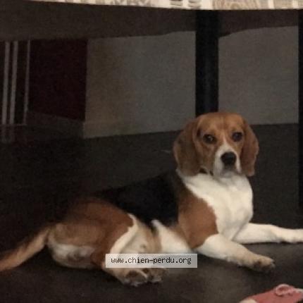 Photo 1/1 Haribo Chien lost in Bignan