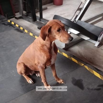 Photo 1/1 Found dog Found in Chorrillos