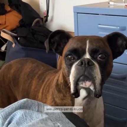 Photo 1/1 Nacha Chien lost in Cardona