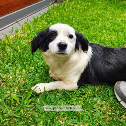 Photo 1/1 Found dog Found in Santiago de surco