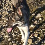 Picture of dog lost at Aleria