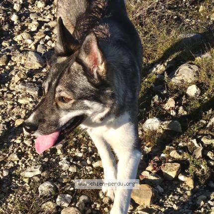 Photo 1/2 Nalla Chien lost in Aleria