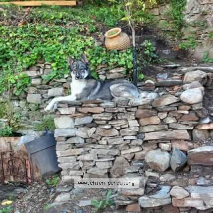 Photo 2/2 Nalla Chien lost in Aleria