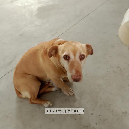 Photo 1/1 Found dog Found in Batea