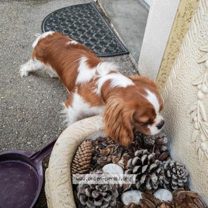 Photo 1/1 Found dog Found in Brindas