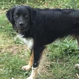 Picture of dog lost at Rambouillet