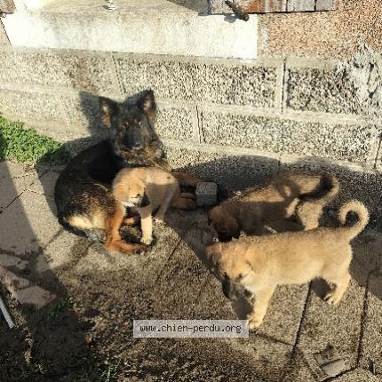 Photo 1/1 STELA Chien lost in Mont saint jean