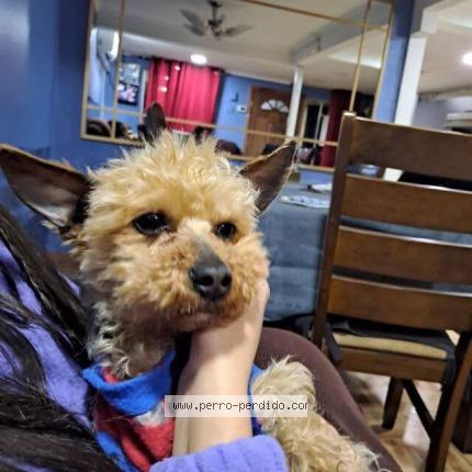 Photo 1/1 Valentin Dog lost in Santiago nunoa