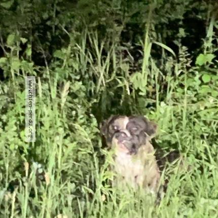 Photo 1/1 Found dog Found in Andoins