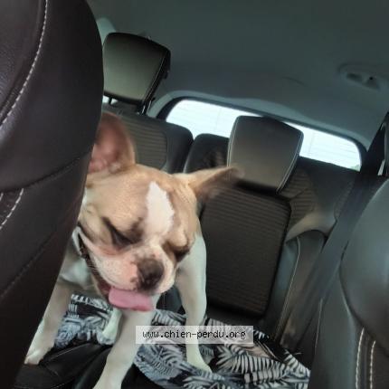 Photo 1/1 Tartine Chien lost in Lanta