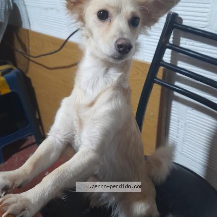 Photo 1/1 Rubí Chien lost in Villa 31 evita