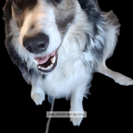 Photo 1/1 benoit beaumet Dog lost in Cerfontaine