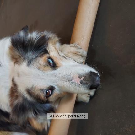 Foto van vermiste hond in Etterbeek