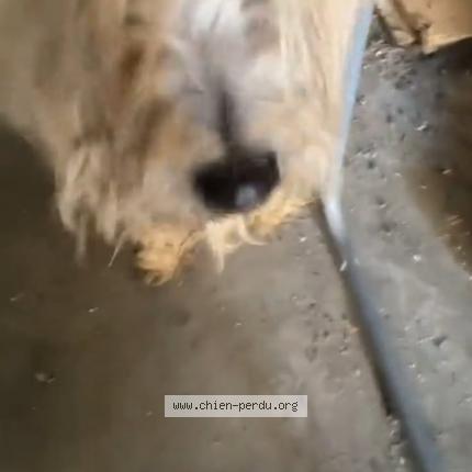 Photo 1/1 Found dog Found in Saint didier sur chalaronne