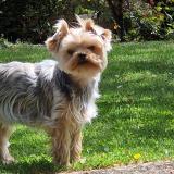 Picture of dog lost at Villeurbanne