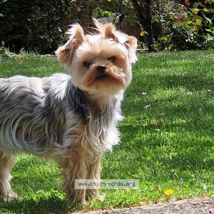 Photo 1/1 Dog reunited Lost in Villeurbanne