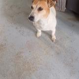 Picture of dog found at Tille