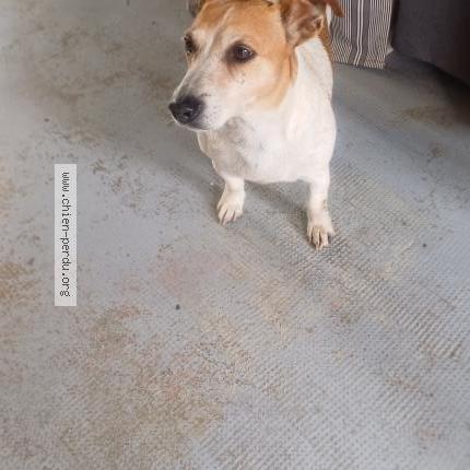 Photo 1/1 Found dog Found in Tille